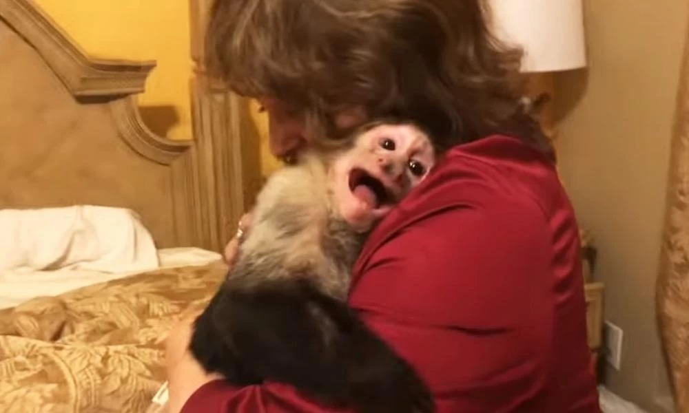 Η χαρά μιας μαϊμουδίτσας όταν βλέπει την αφεντικίνα της